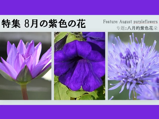 8月に咲いている紫色の花
