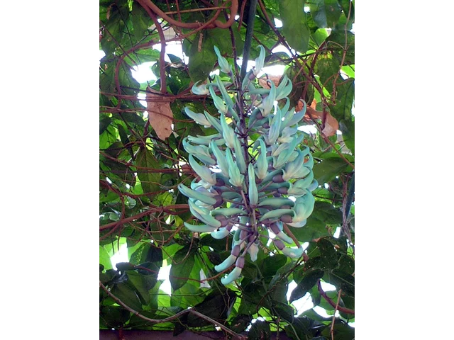Jade vine