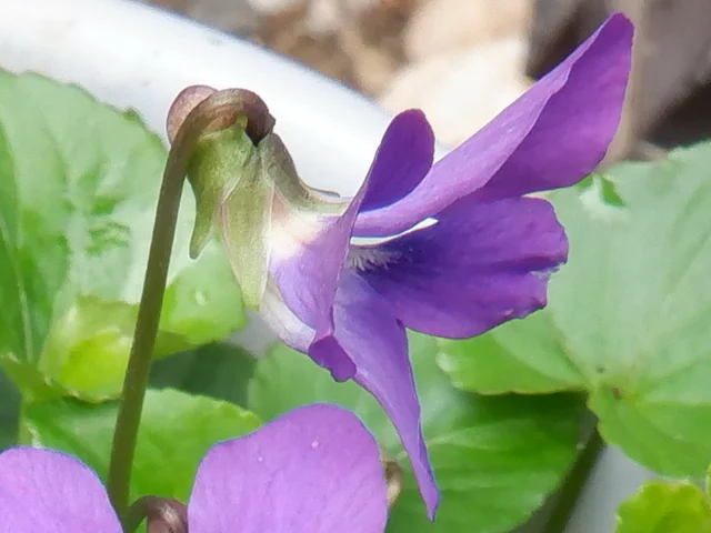 藍菫菜