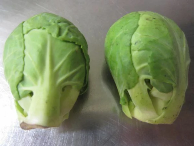 Cabbage