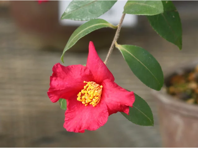 山茶花 ’笹田紅"