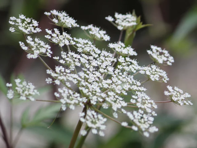 Angelica acutiloba