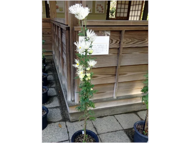 嵯峨菊 ’嵯峨の泉’