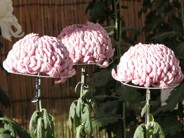 国華火祭り 菊>大菊>厚物