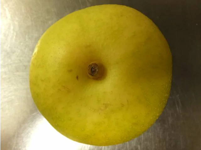 ナシ