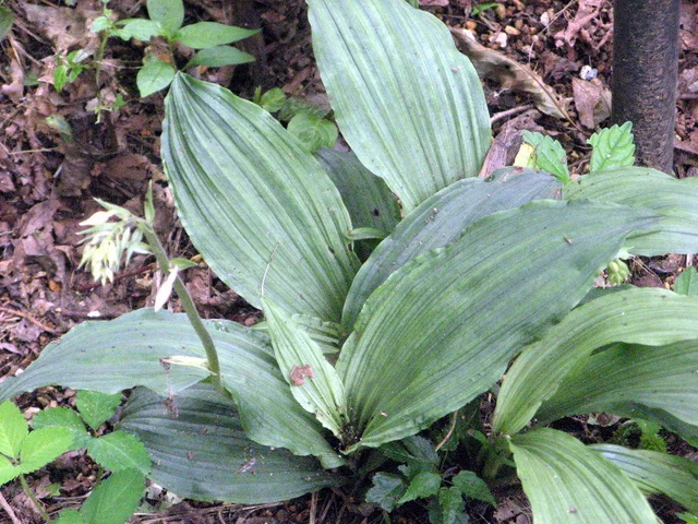 Calanthe puberula