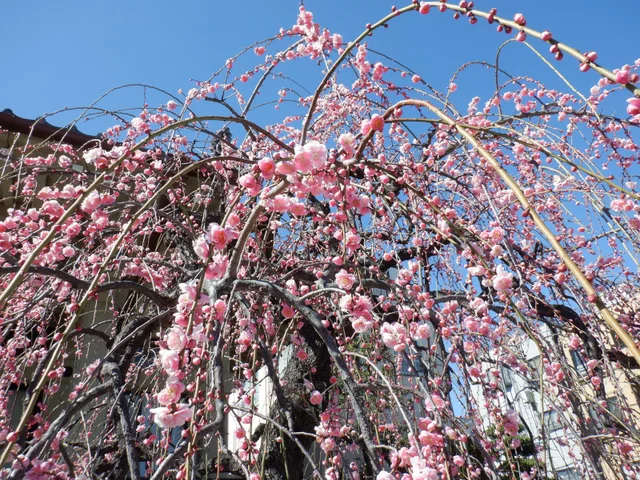 Weeping plum