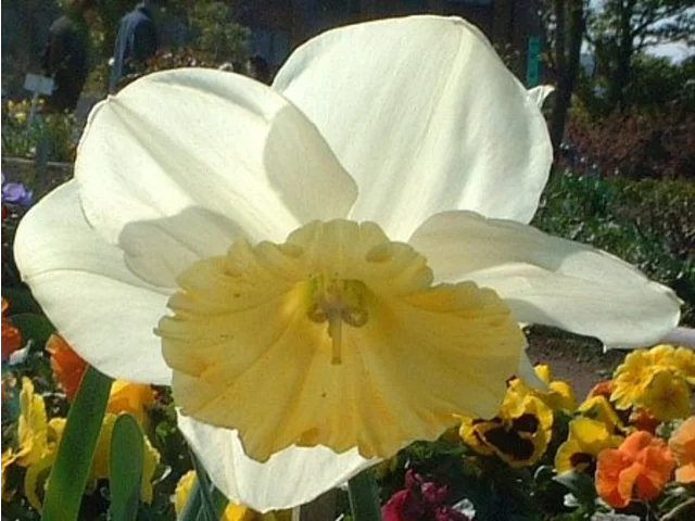Narcissus