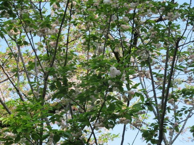 Ichiyo cherry
