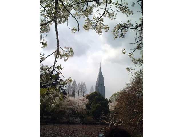 大島桜
