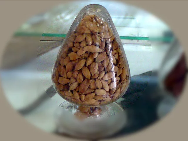 Elettaria cardamomum、Cardamon