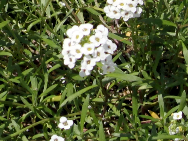 香雪球@Sweet Alyssum Super Alyssum 'Snow princess"