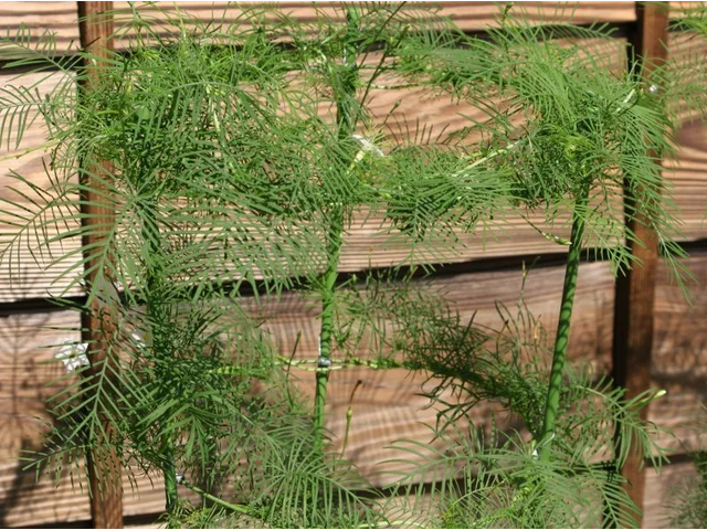 Cypress Vine