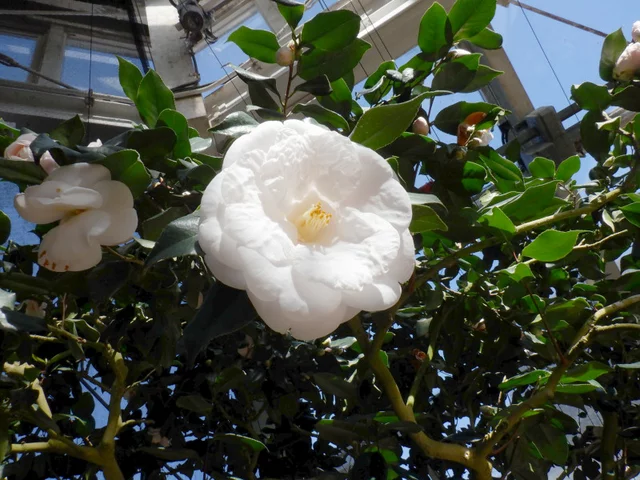 茶花 '貴宝殿'