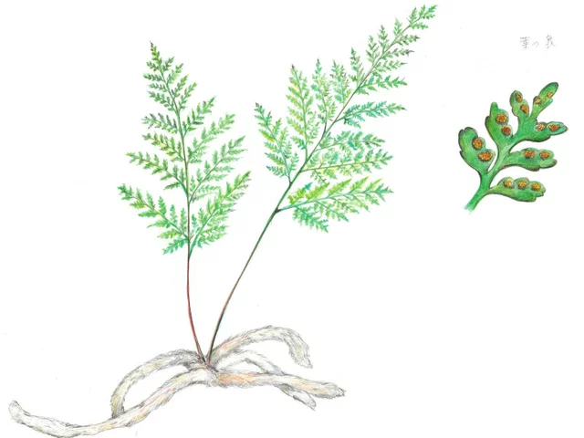 Humata tyermannii