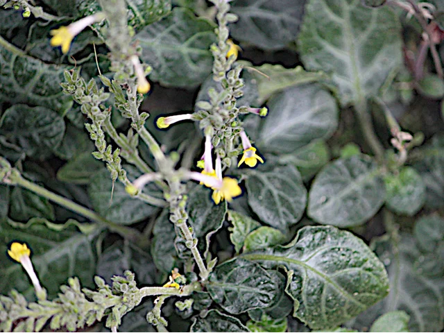 Gymnostachyum ceylanicum