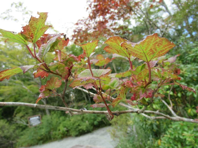 Viburnum sargentii