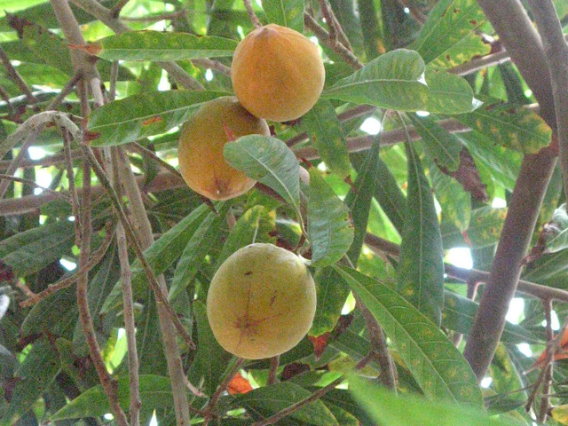 Canistel