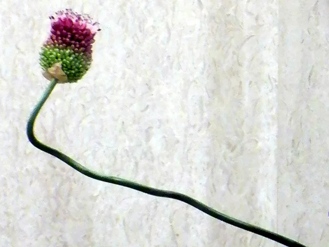 小花葱