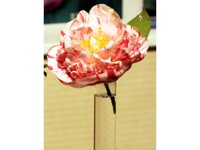 Camellia japonica 'Extravaganza'