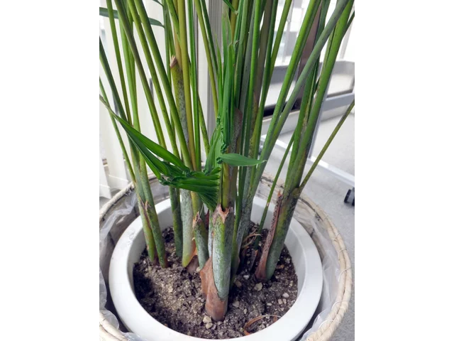 Areca palm