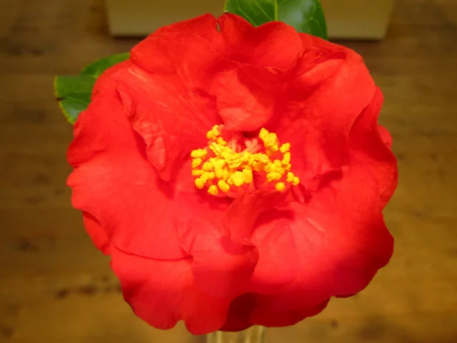 山茶花 '繻子重'