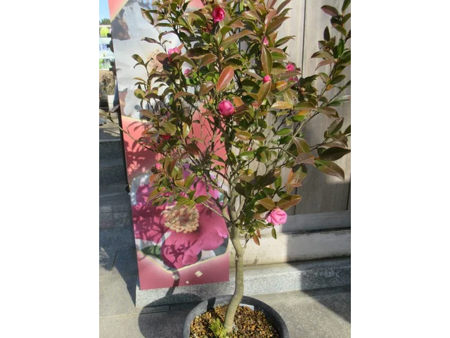 C. sasanqua 'Mure-kocyou'