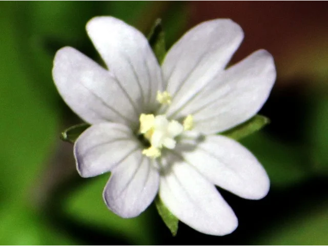 小花山桃草