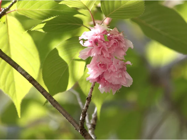 Prunus 'Kanzan'