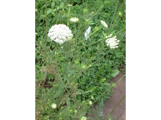 Daucus carota