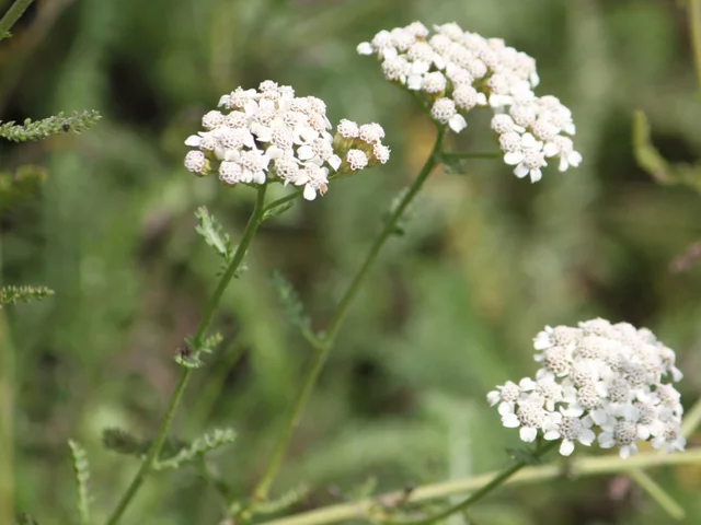 Achillea millefolium