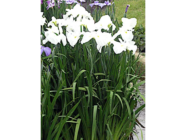 Japanese Iris 'Tsurunokegoromo'