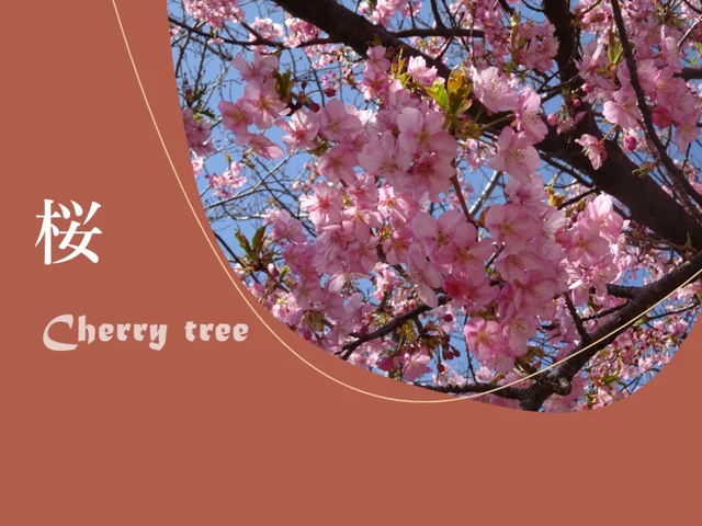 Cherry blossom