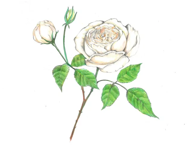 Rose 'Fair Bianca'