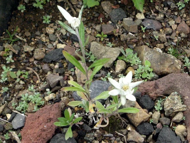 Leontopodium discolor