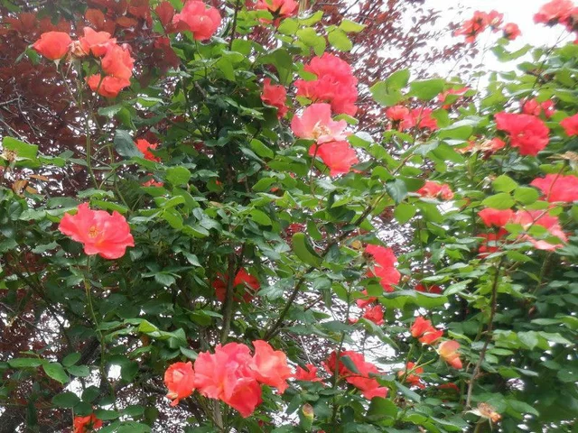 Rose 'Princess Michiko,cl'