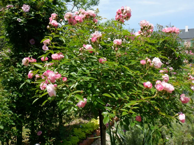 薔薇 "粉色母亲节"
