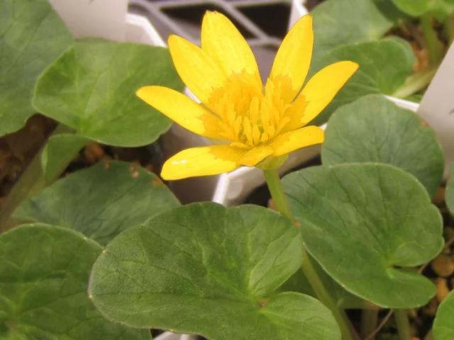 Ranunculus ficaria