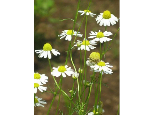 カモミール | Matricaria chamomilla | かぎけん花図鑑