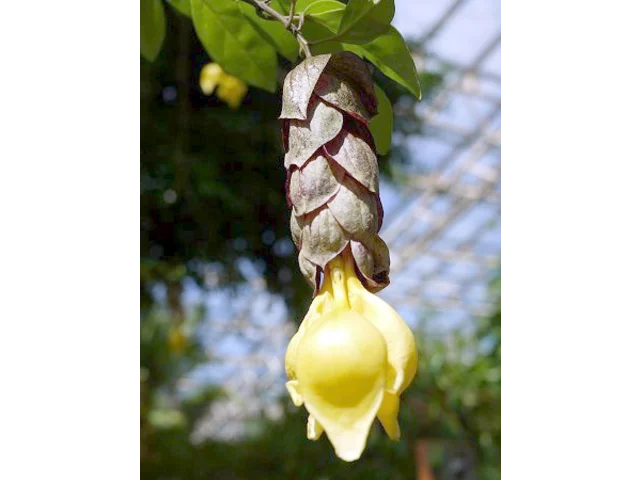 菲律賓石梓