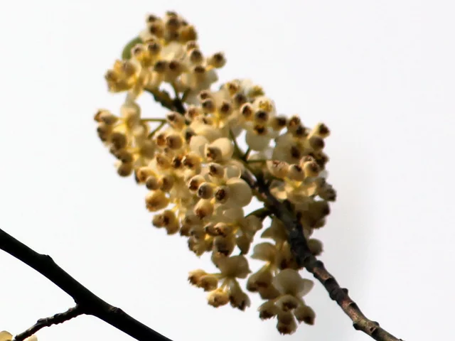 Litsea cubeba