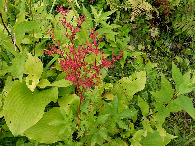 Filipendula multijuga