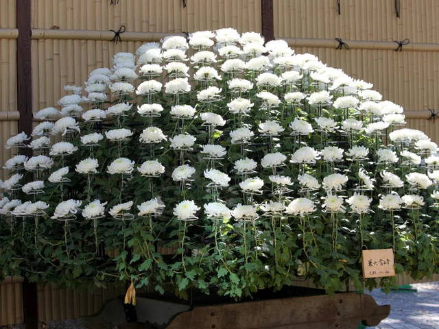 大作り(千輪咲き)菊>大菊