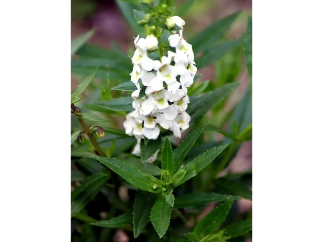 Angelonia serena