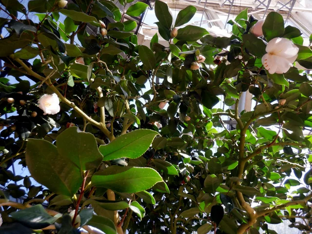 茶花 '貴宝殿'