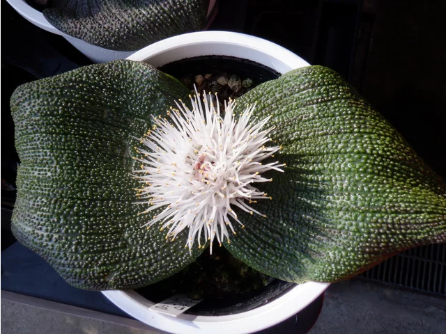 Massonia longipes