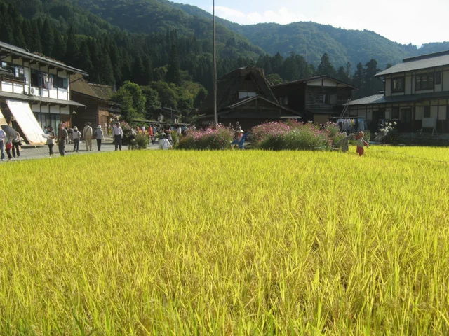 Rice plant