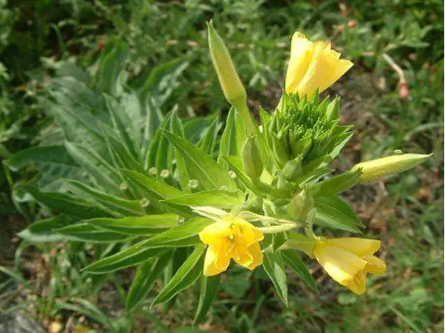 线叶月见草
