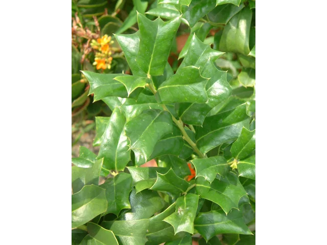 Ilex cornuta