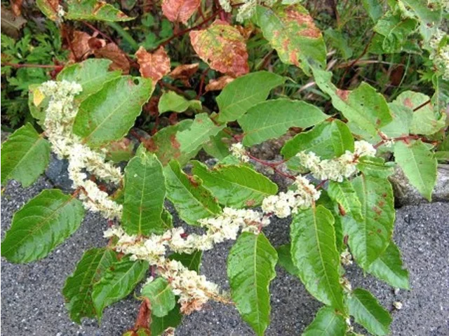 Japanese knotweed